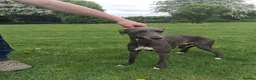 Whippet dogs for sale: Pure blue whippet puppies  - Advert 4