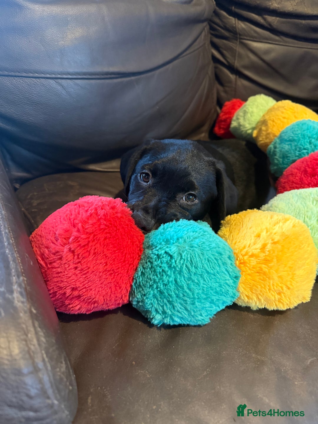 Mixed Breed dogs for sale: Labrotties - Advert 1