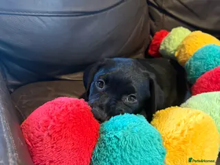 Mixed Breed dogs Labrotties - Advert 7