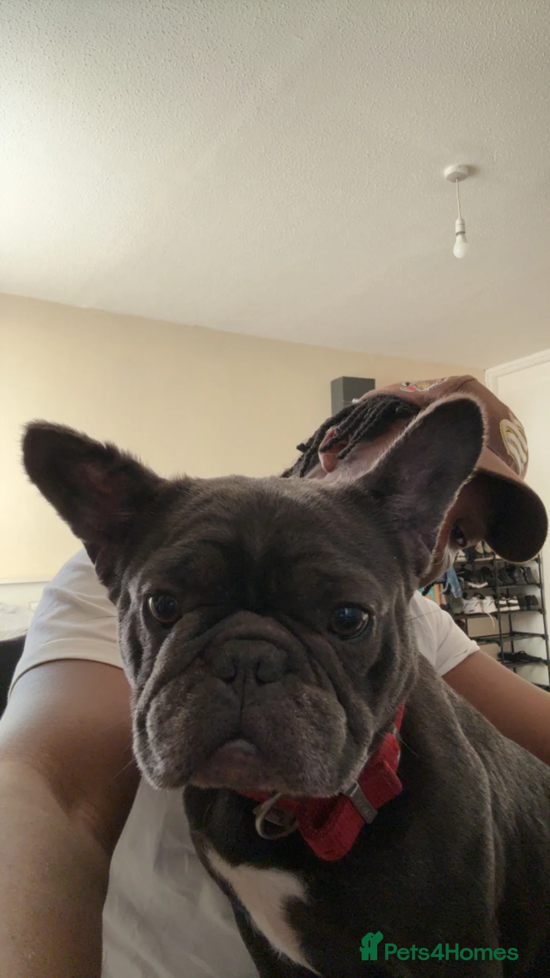 French Bulldog dogs for sale: BLUE IVY - Advert 1