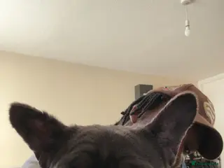 French Bulldog dogs BLUE IVY - Advert 3