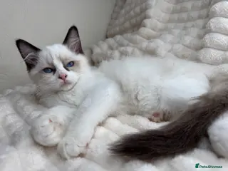 Ragdoll cats Pure Ragdoll Kitties available ✨ - Advert 13
