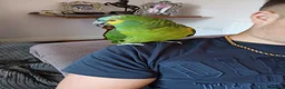 Parrots birds for sale: Blue Fronted Amazon  - Advert 5