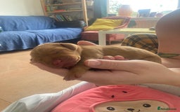 Hungarian Vizsla dogs for sale: 9 adorable Hungarian vizslas for sale - Image 3