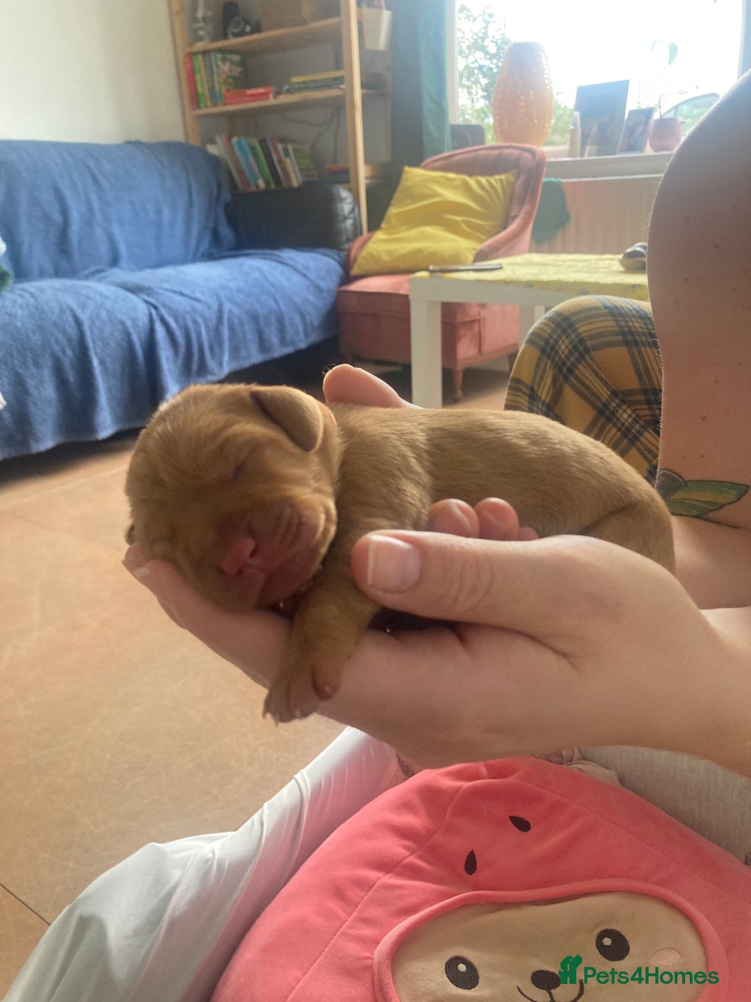 Hungarian Vizsla dogs for sale: 9 adorable Hungarian vizslas for sale - Image 3