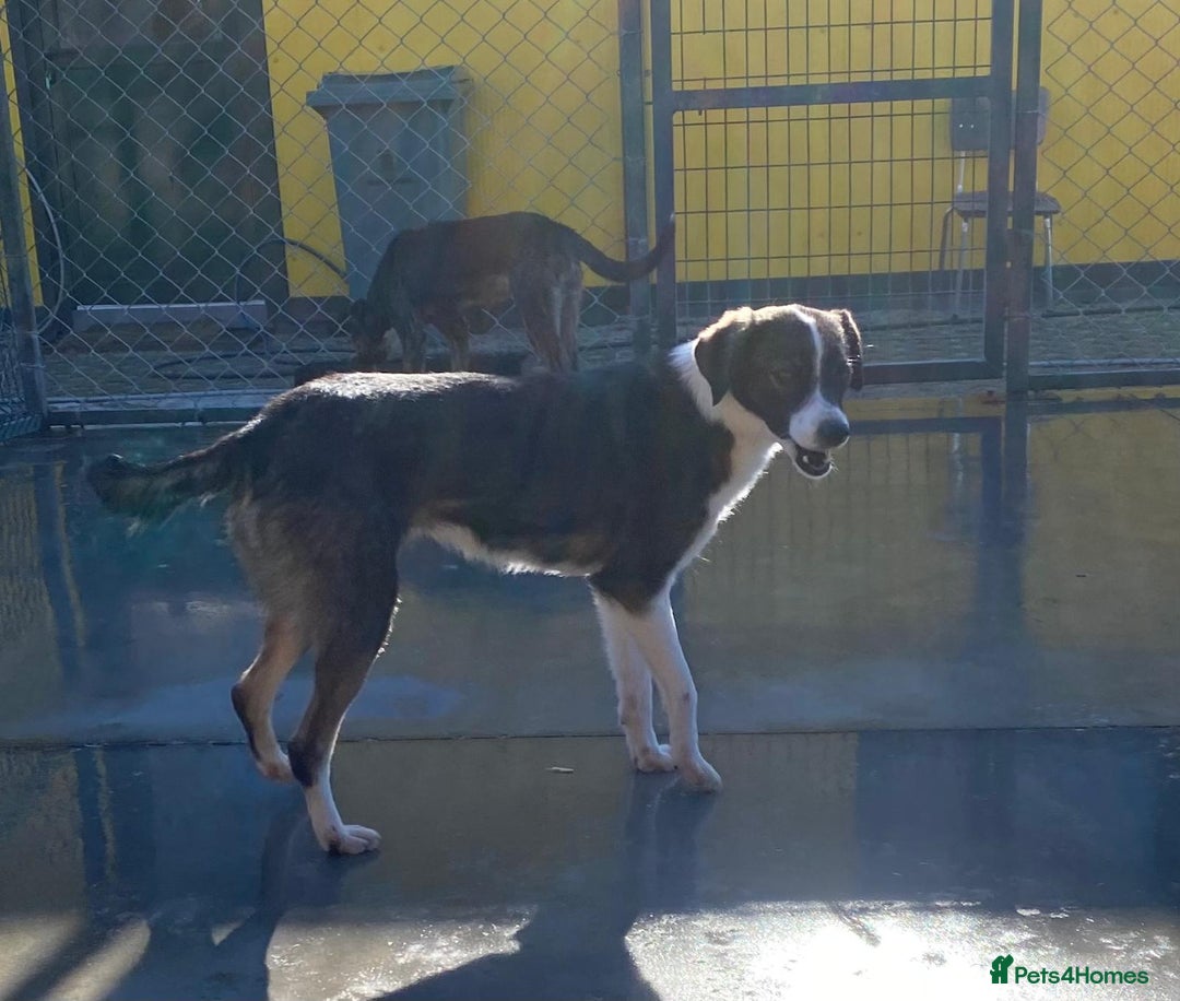 Mixed Breed dogs for adoption: Kaia, 1.5 yrs approx. Available for adoption. - Advert 9