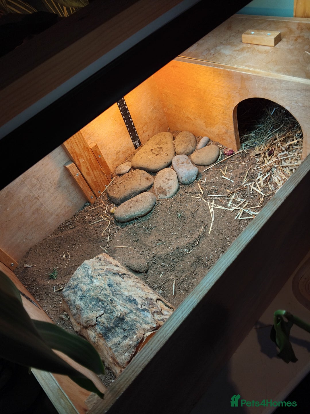 Tortoise reptiles for sale: Horsefield tortoise  - Image 3