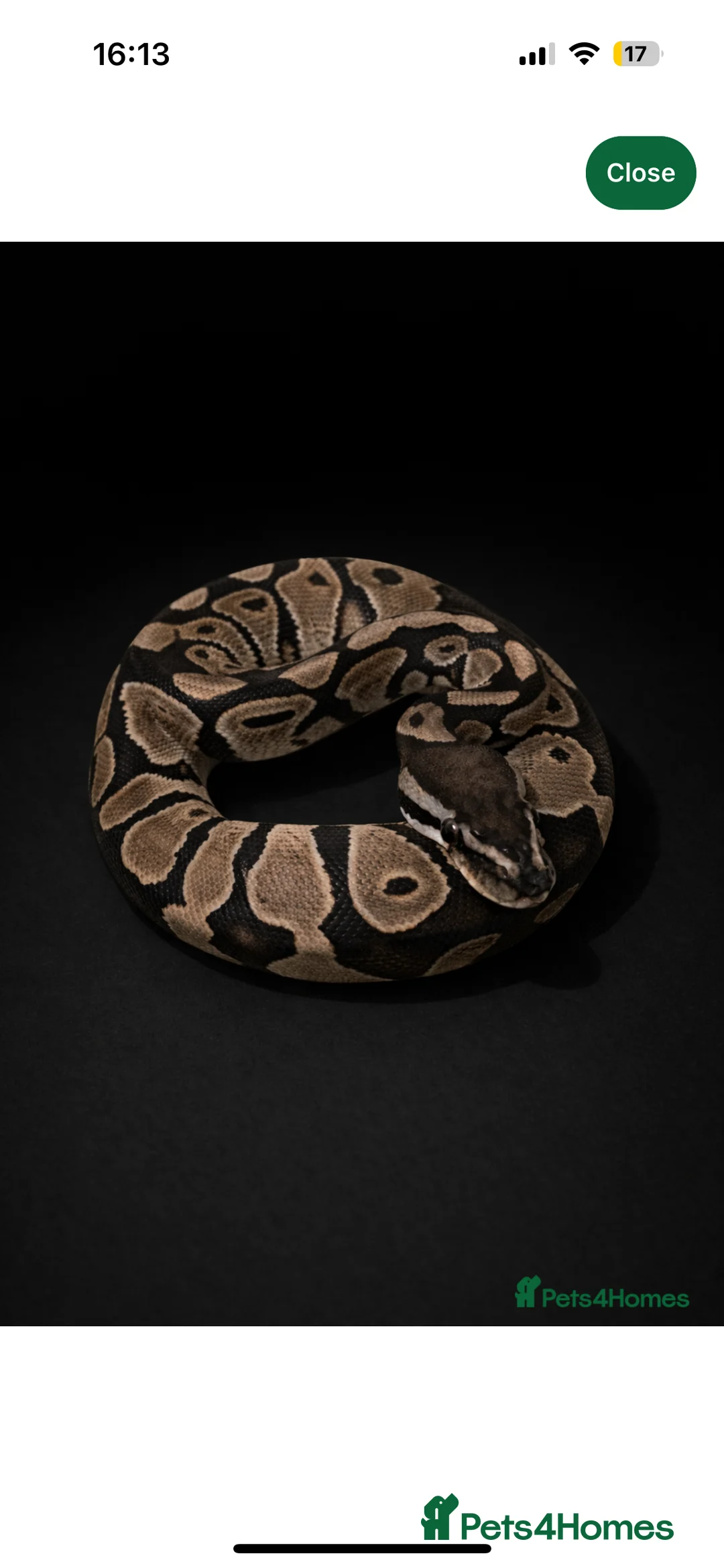 Python Snake reptiles for sale: UPDATED!! Ball Pythons Available - - Advert 3