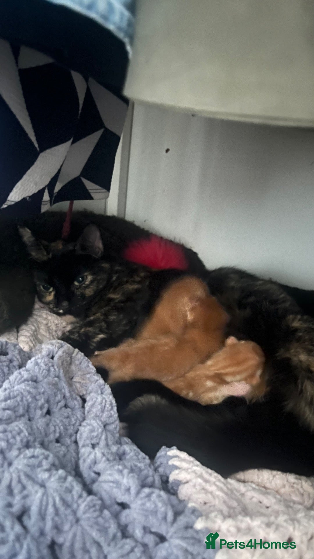 Mixed Breed cats Ginger, tortoise, black kittens  - Advert 3