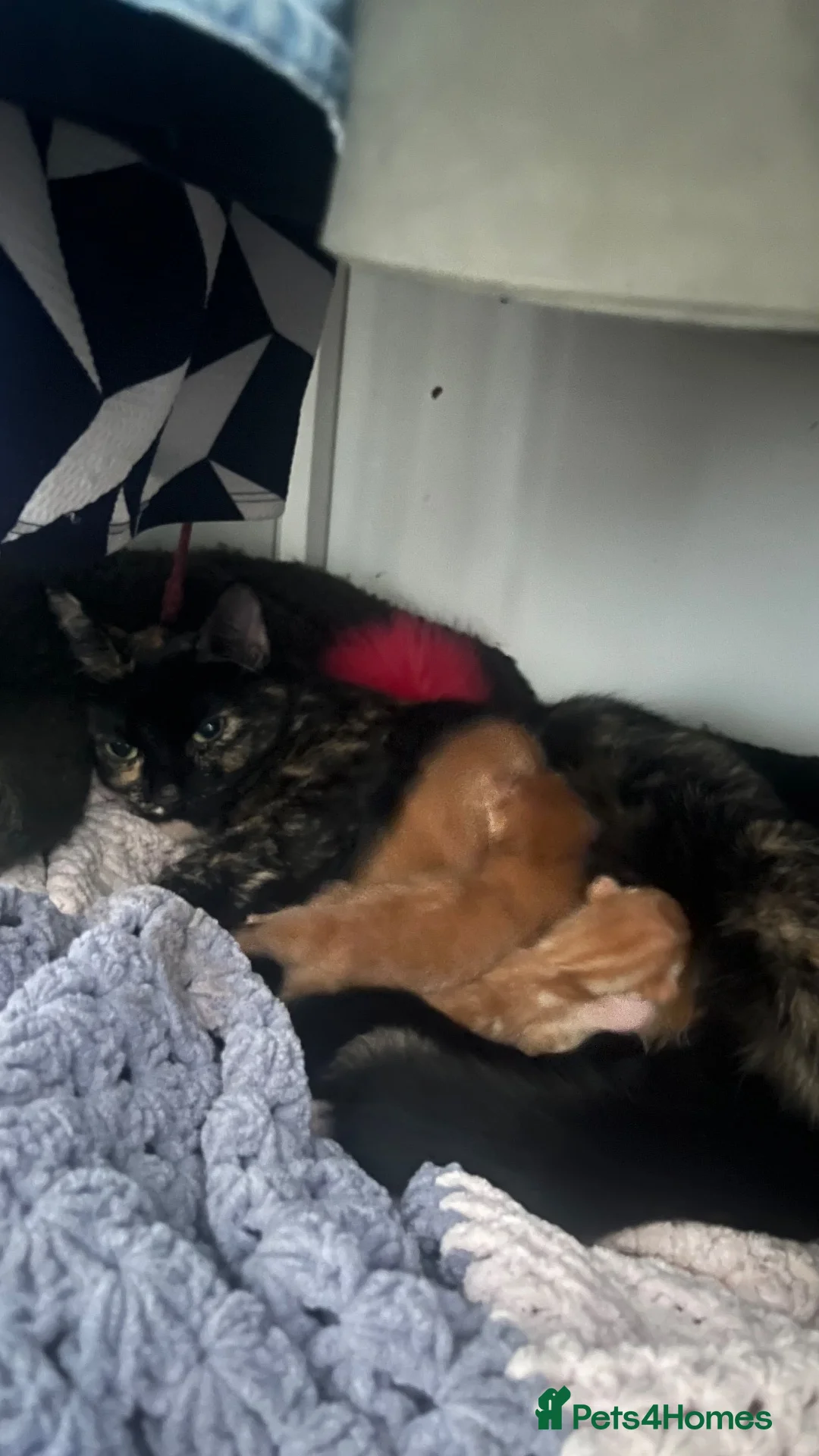 Mixed Breed cats for sale: Ginger, tortoise, black kittens  - Advert 1