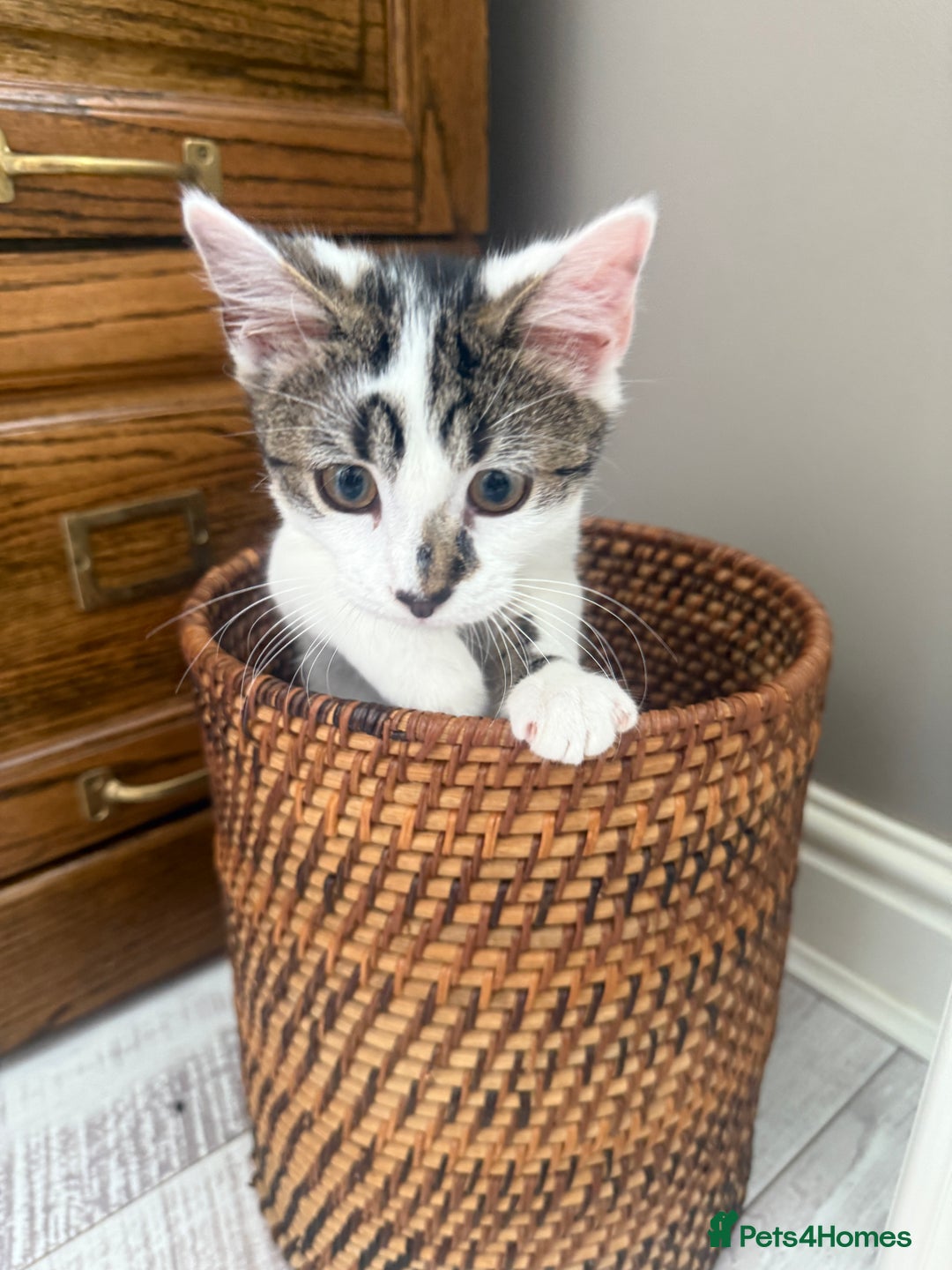 Mixed Breed cats for sale: 5 month kitten for sale - Image 4