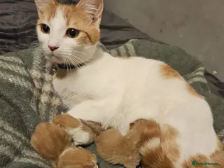 Mixed Breed cats 4 Beautiful Ginger and white kittens - Advert 2
