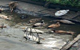 Ducks poultry for sale: Young call duck crosses - Image 3
