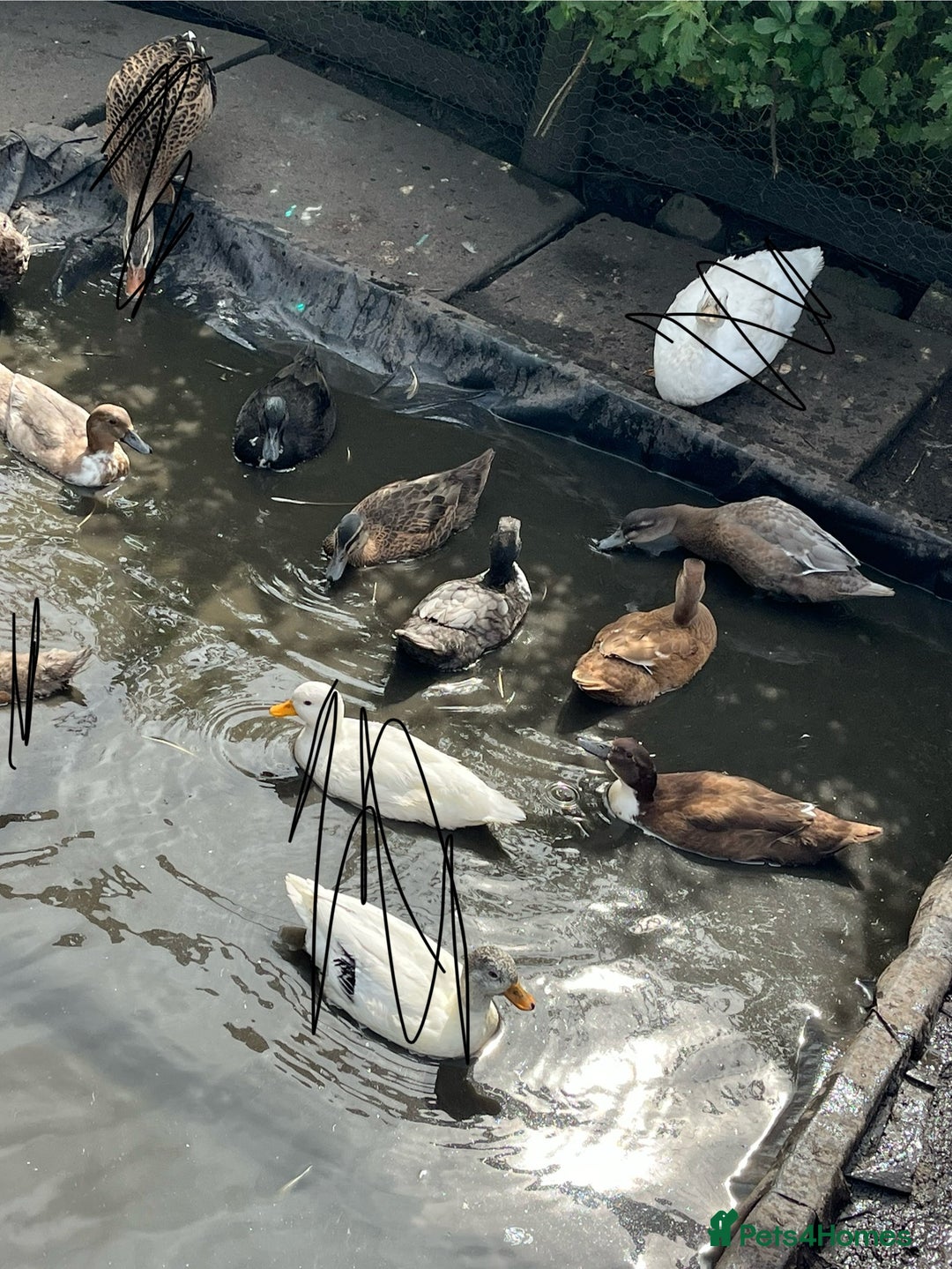 Ducks poultry for sale: Young call duck crosses - Image 3