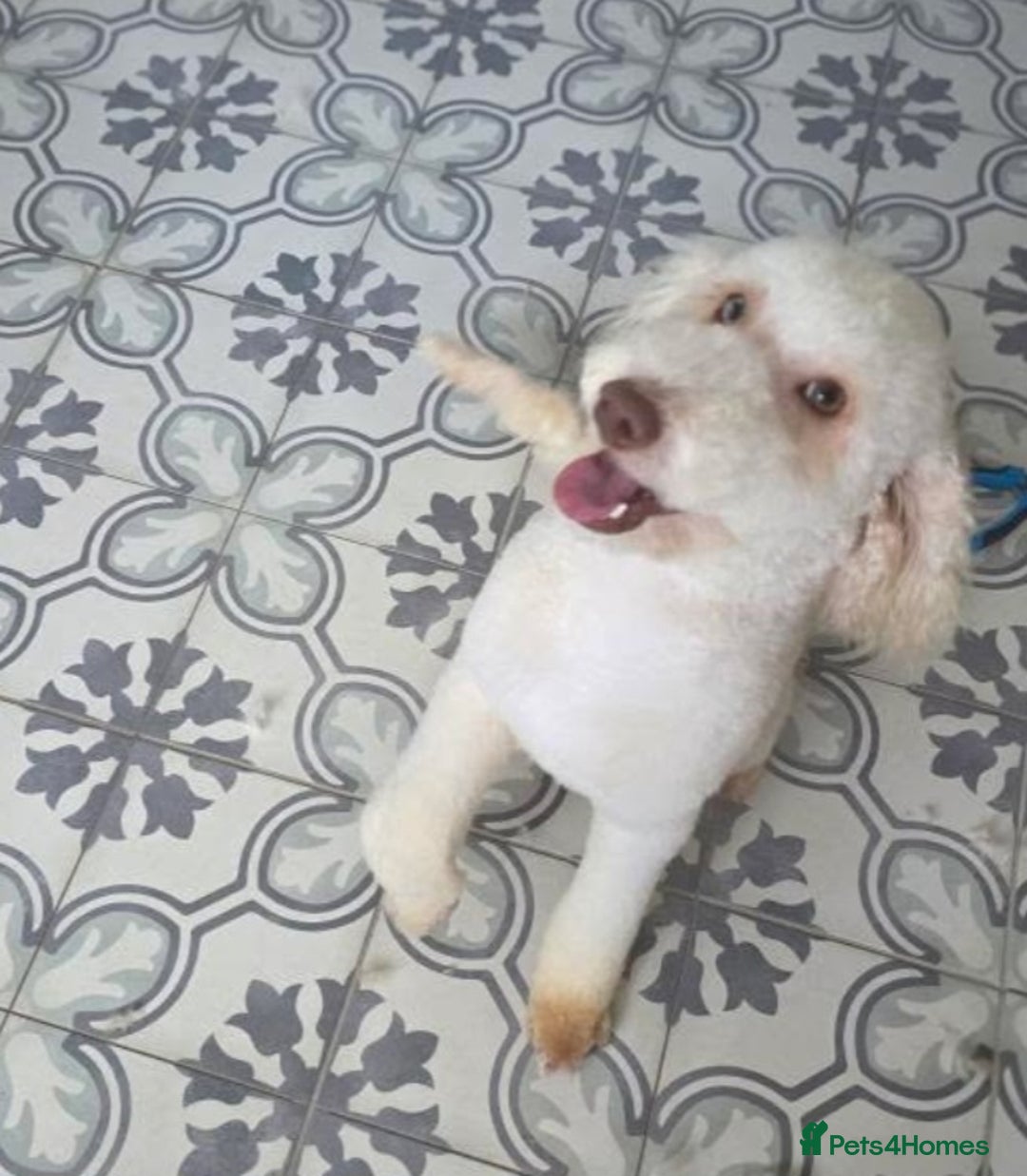 Miniature Poodle dogs for sale: Miniature Poodle  - Image 1