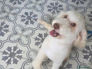 Miniature Poodle dogs for sale - Advert 1