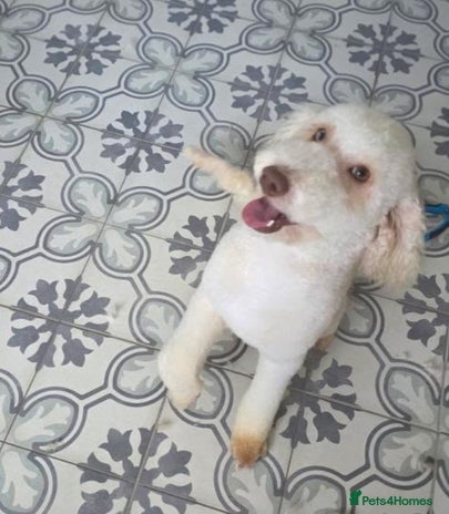 Miniature Poodle dogs - Advert 10