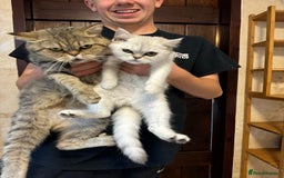 Persian cats for sale: Persian kittens - Image 13