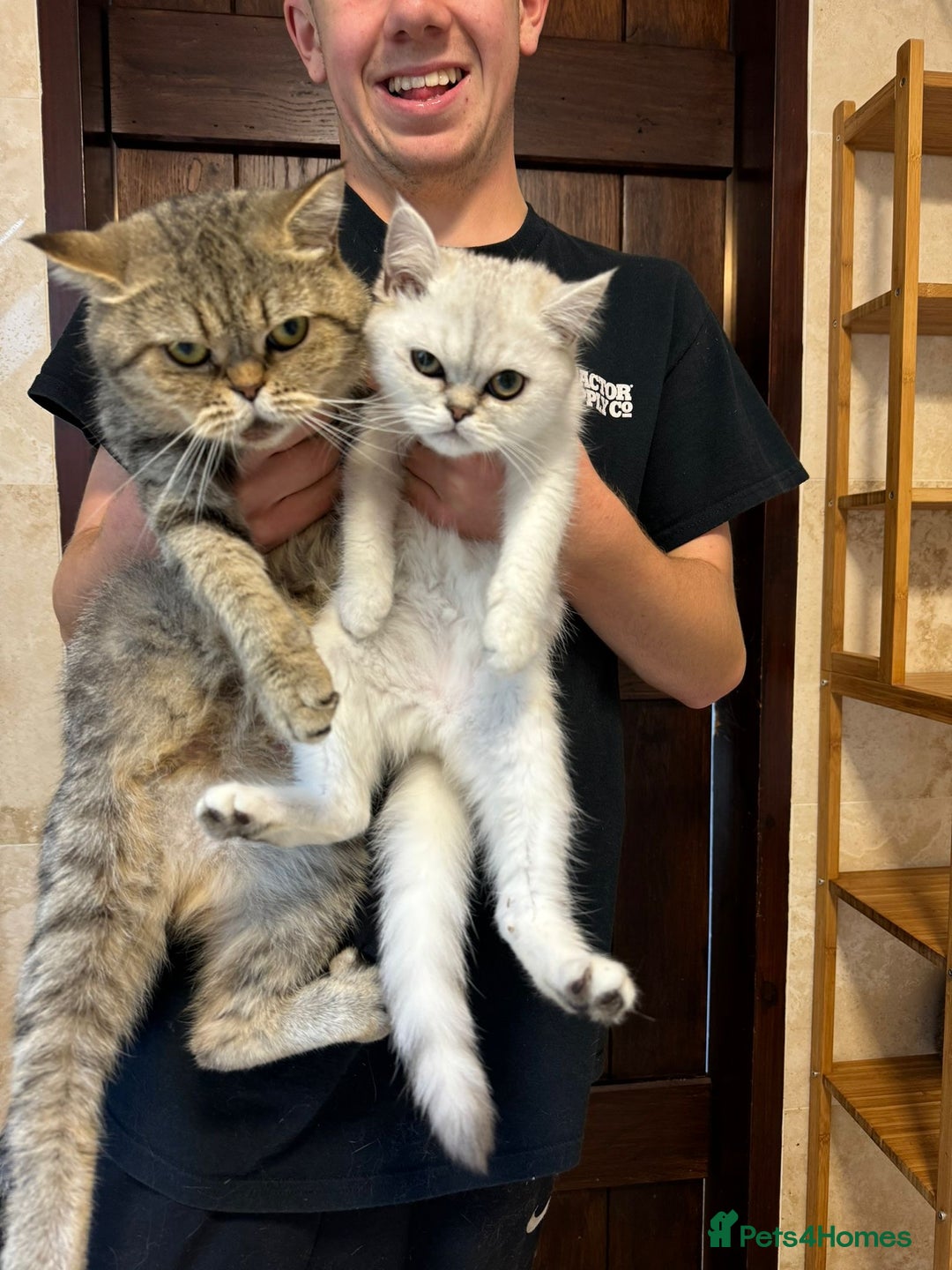 Persian cats for sale: Persian kittens - Image 13