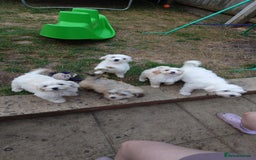 Zuchon dogs for sale: Zuchon Puppies for sale 6 Male and 2 Female  - Image 1