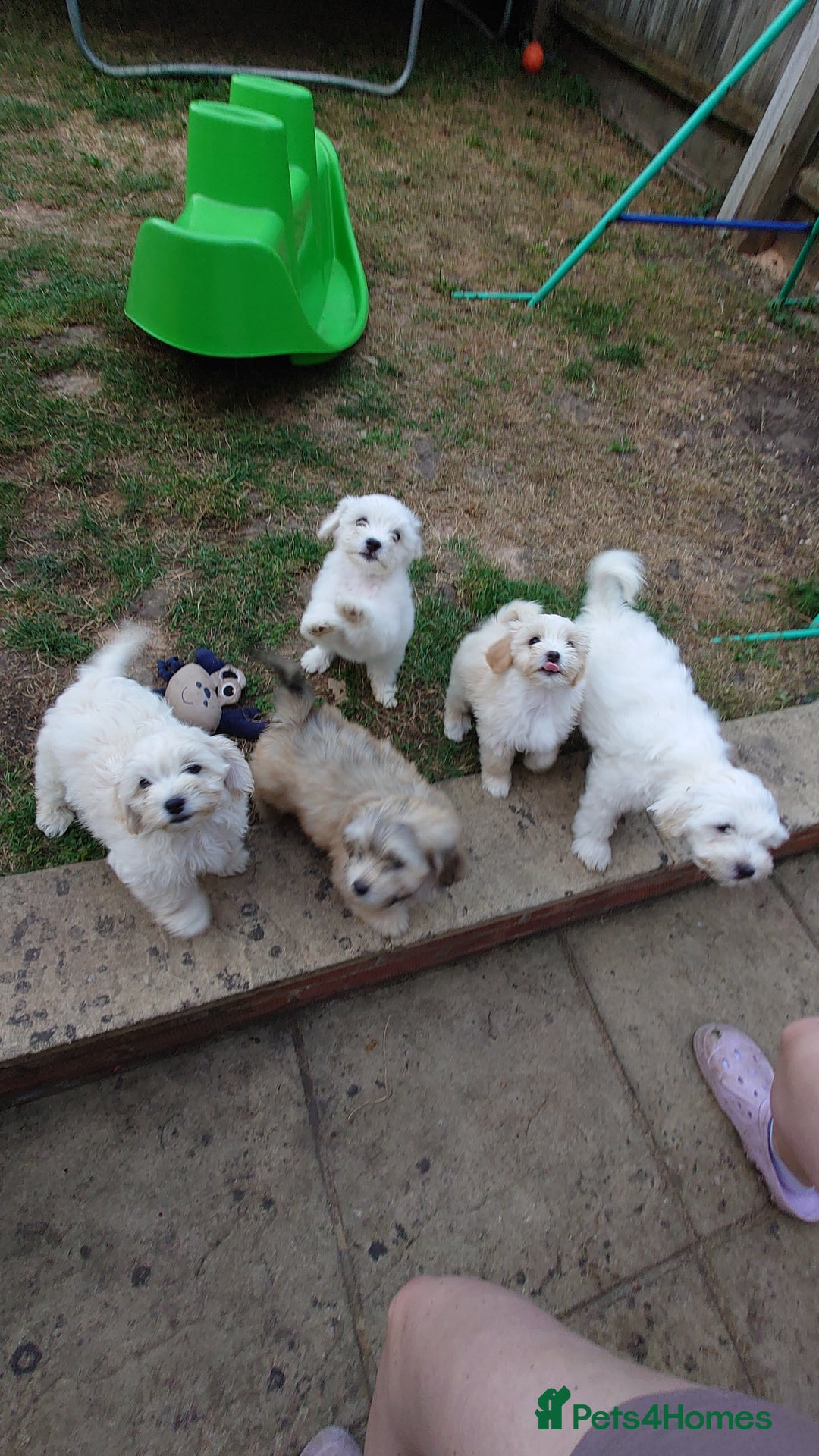 Zuchon dogs for sale: Zuchon Puppies for sale 6 Male and 2 Female  - Image 1