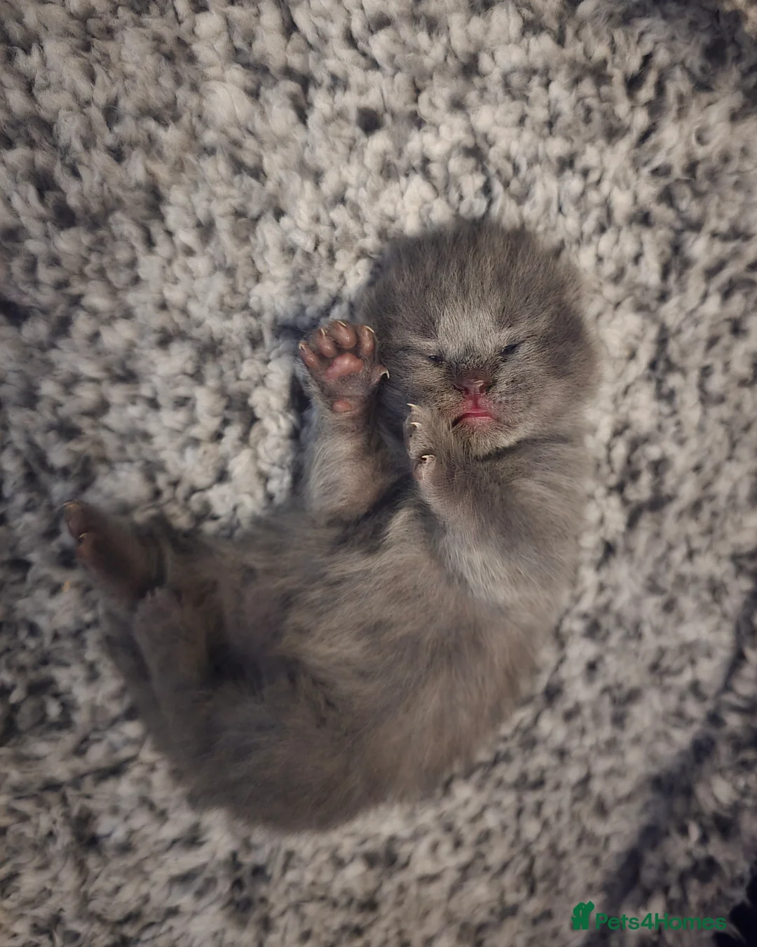 British Shorthair cats for sale: 3 British Shorthair Kittens  - Advert 9