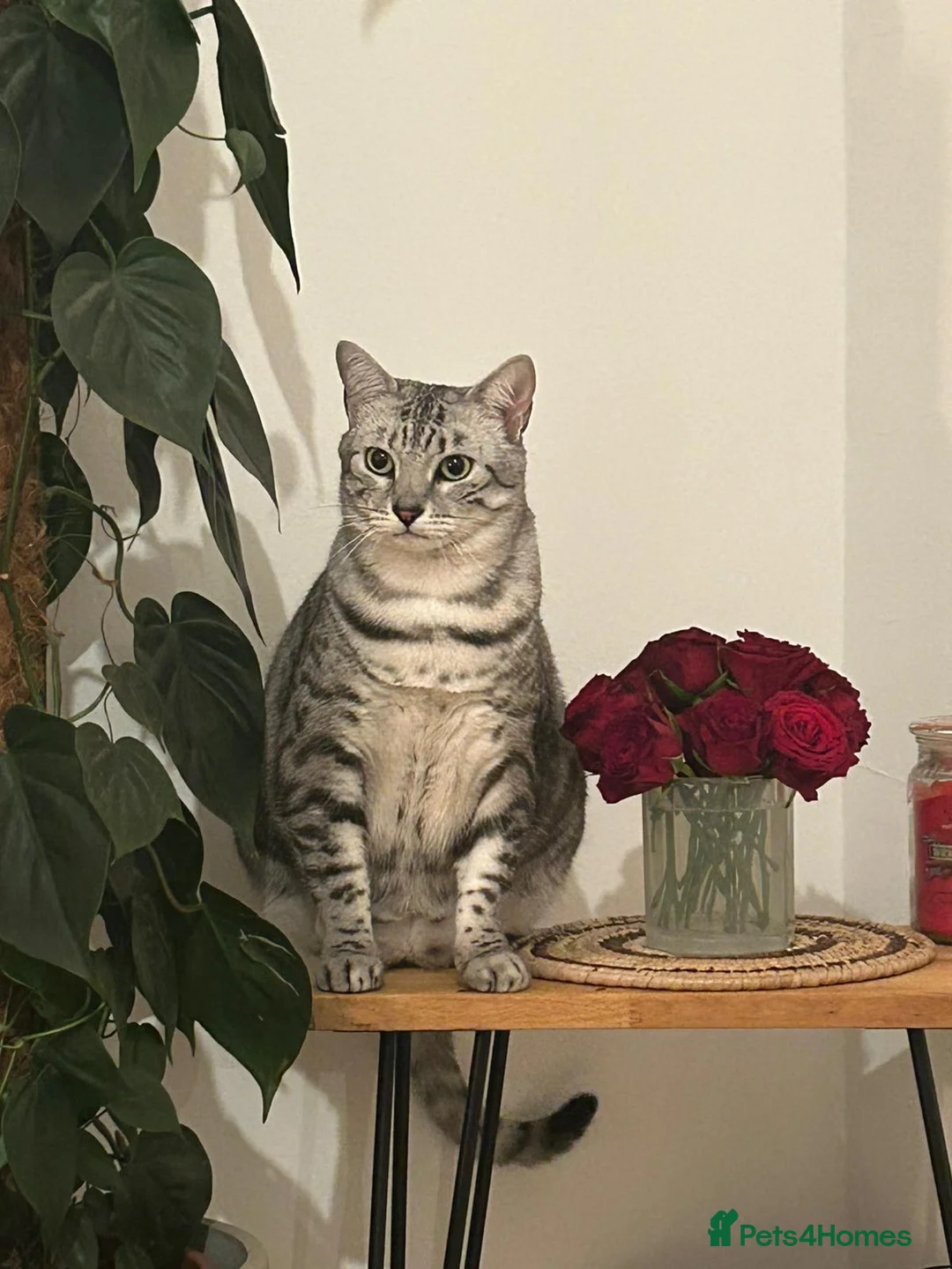 Egyptian Mau cats for sale: Home for Maui in Twickenham - Advert 1