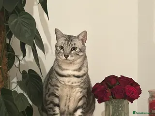 Egyptian Mau cats Home for Maui in Twickenham - Advert 2