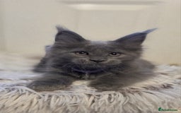 Maine Coon cats for sale: TICA registered, Blue Solid Maine Coon kittens - Image 19