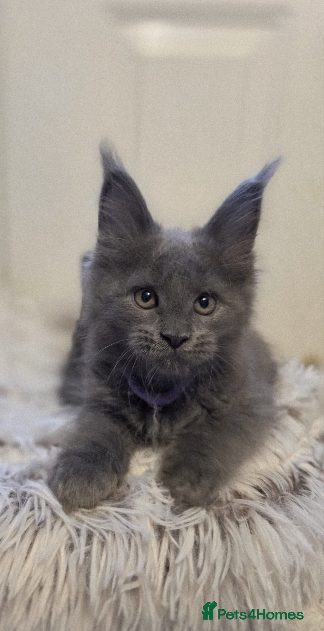 Maine Coon cats for sale: TICA registered, Blue Solid Maine Coon kittens - Image 19
