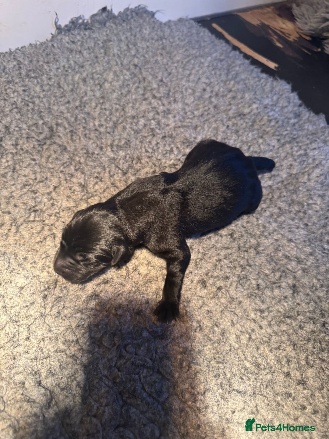 Labrador Retriever dogs for sale: 1st Class ⭐️⭐️⭐️⭐️⭐️ Licensed - Advert 3