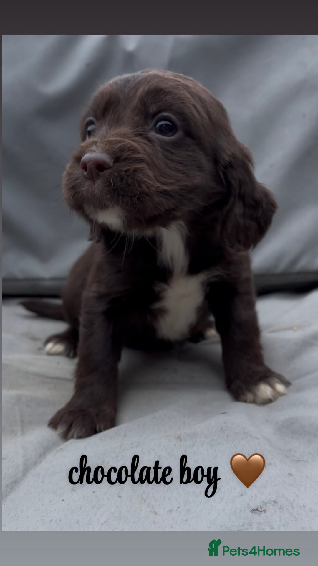 Cocker Spaniel dogs for sale: Cocker spaniel puppies for sale - Image 2