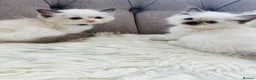Ragdoll cats for sale: Ragdoll pure breed kittens!!! - Advert 16