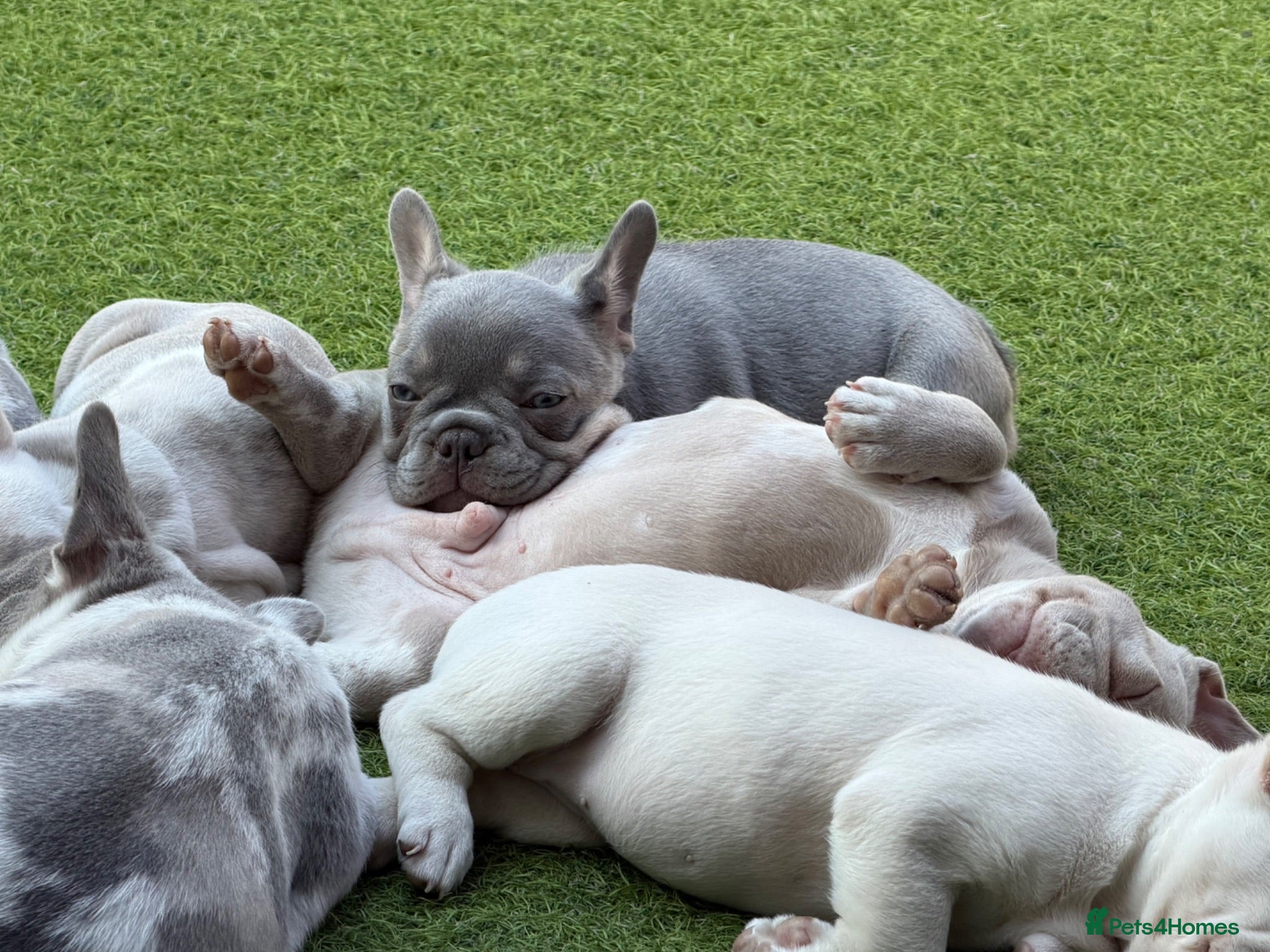 French Bulldog dogs 9 weeks old french gorgeus bulldog puppies  - Advert 1