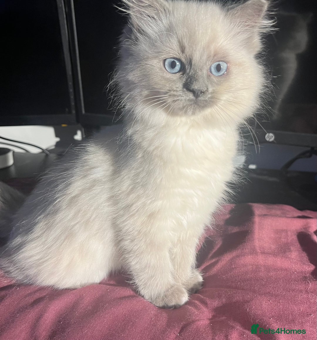 Ragdoll cats for sale: 5 Gorgeous TICA Ragdolls for Sale - Advert 11
