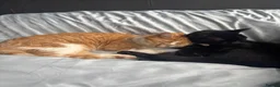 Mixed Breed cats for sale: 🐱 Six Kittens Looking for Loving Homes! 🐾 - Advert 3