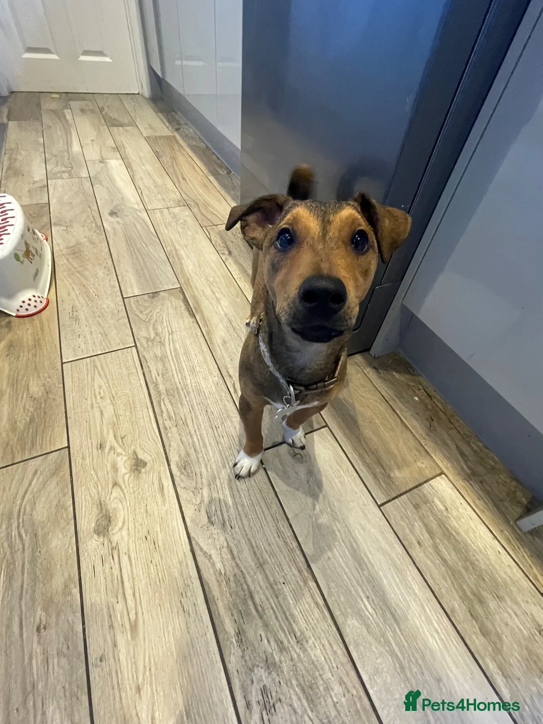 Mixed Breed dogs for sale: Plummer Terrier Puppy  - Advert 3