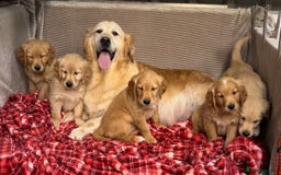 Golden Retriever dogs for sale: STUNNING GOLDEN RETRIEVER PUPPIES READY NOW - Image 14