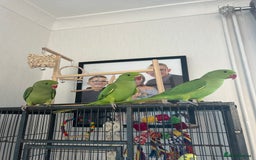 Ringnecks birds for sale: Hand reared baby ringnecks  - Image 1