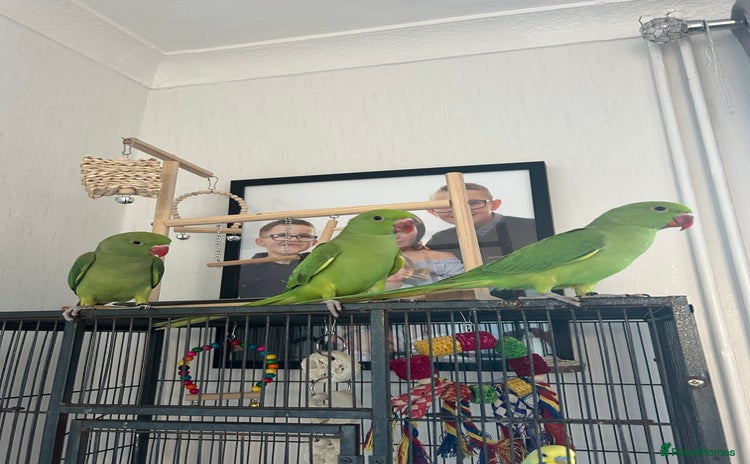 Ringnecks birds - Advert 1