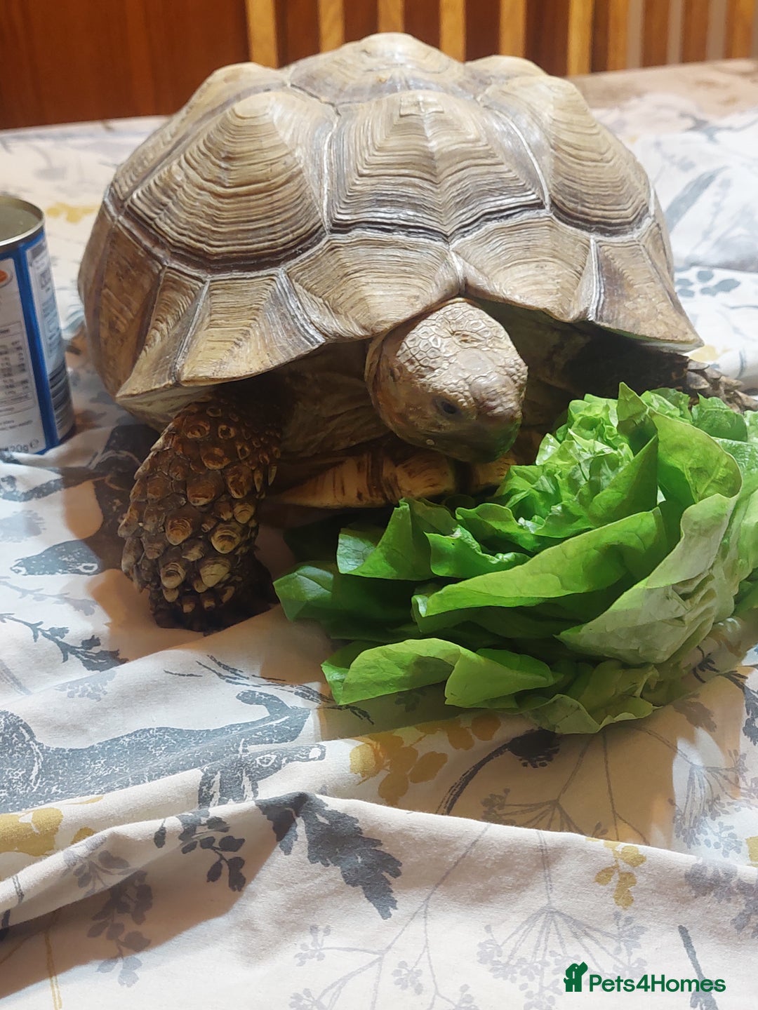 Tortoise reptiles for sale: Large Female Sulcata Tortoise - Advert 2