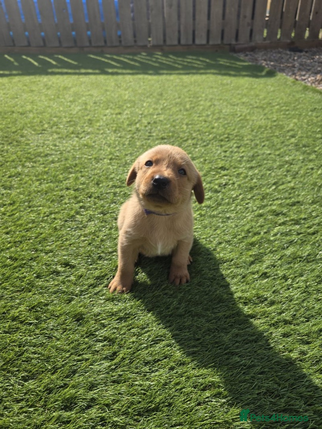 Labrador Retriever dogs for sale: At the Ready Labrador Retrievers. - Image 1