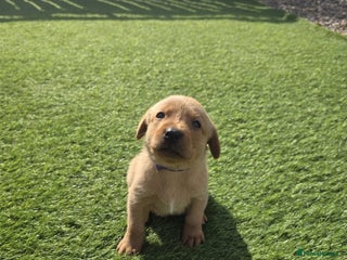 Labrador Retriever dogs - Advert 1