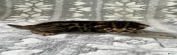 Bengal cats for sale: Top Pedigree Bengal Kittens - Advert 12