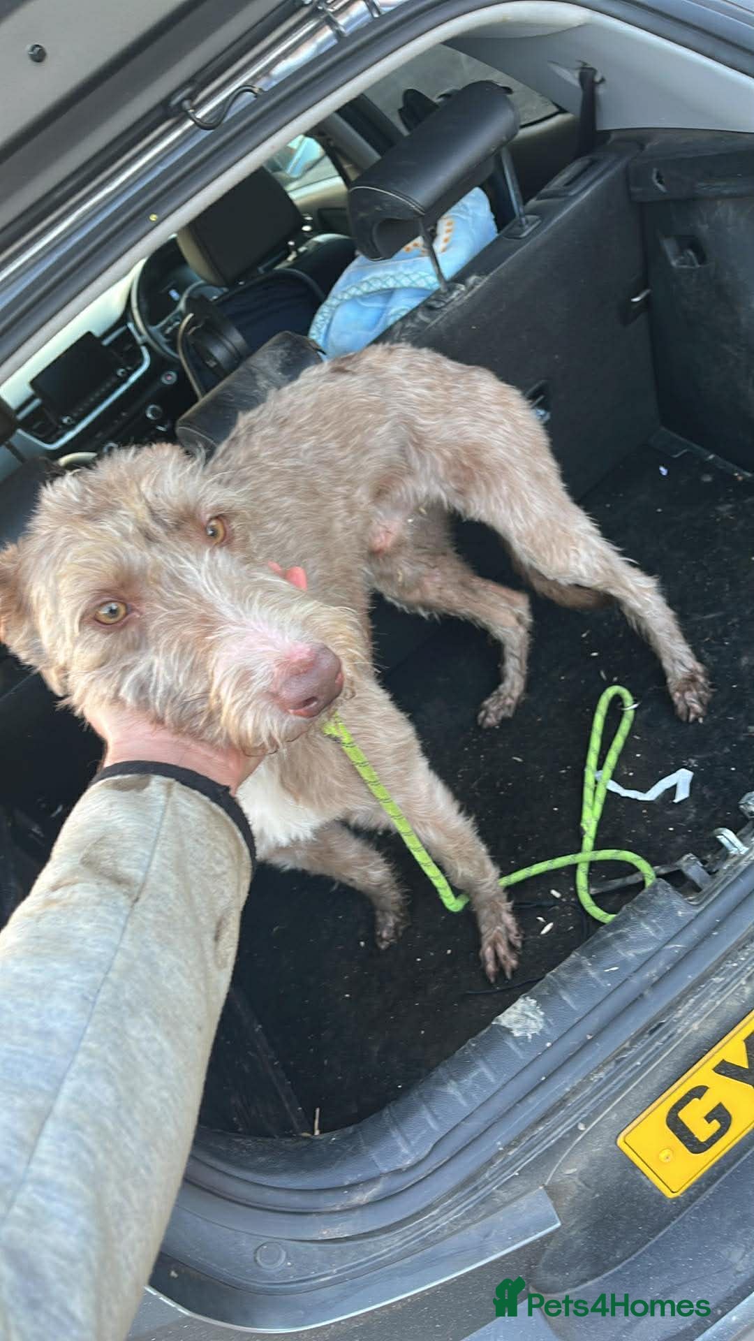 Mixed Breed dogs Sadly have to let our boy go - Advert 7