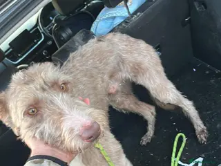 Mixed Breed dogs Sadly have to let our boy go - Advert 7