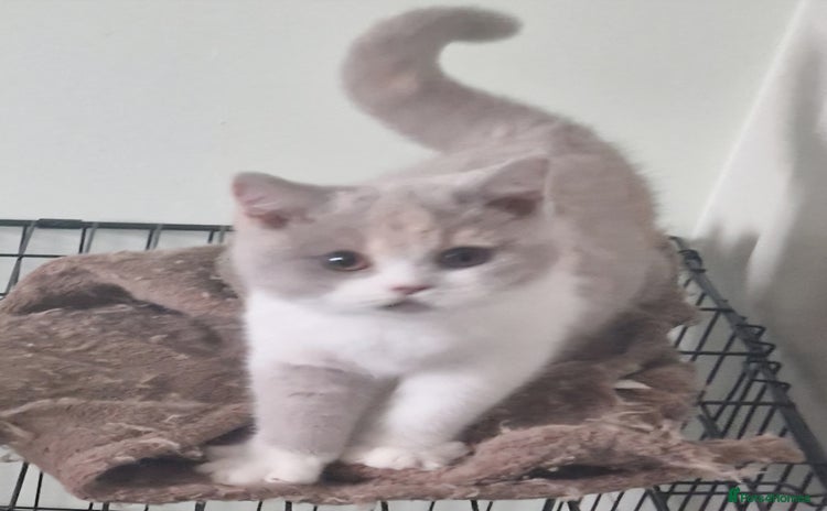 British Shorthair cats ONE SUPER FRIENDLY BRITISH SHORTHAIR GCCF REG - Advert 1
