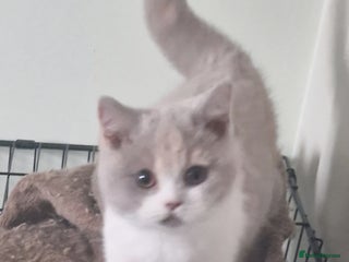 British Shorthair cats ONE SUPER FRIENDLY BRITISH SHORTHAIR GCCF REG - Advert 5