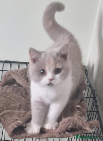 British Shorthair cats ONE SUPER FRIENDLY BRITISH SHORTHAIR GCCF REG - Advert 1