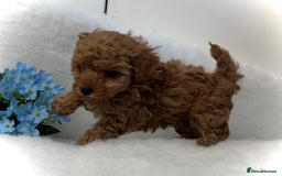 Toy Poodle dogs for sale: Asian toy poodles  - Image 8